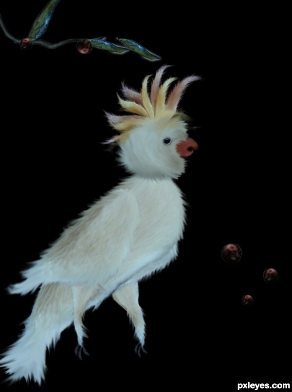 Creation of Cacatua: Step 10