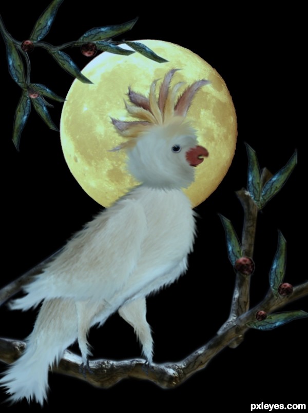 Creation of Cacatua: Step 13