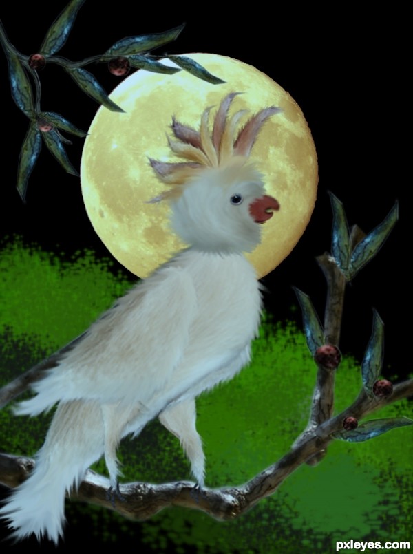 Creation of Cacatua: Step 14