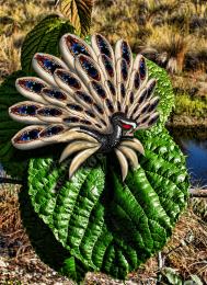 The Peacock Flower