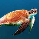 swimming turtle photoshop contest