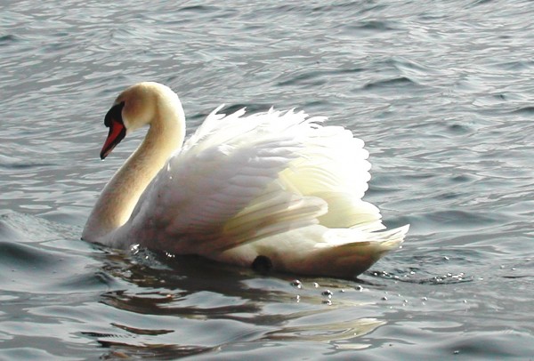 Swan