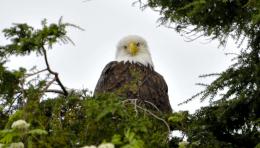 BaldEagle