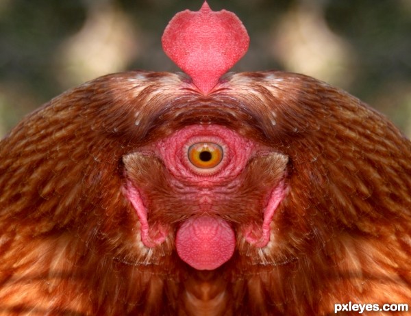 Cyclops Chicken