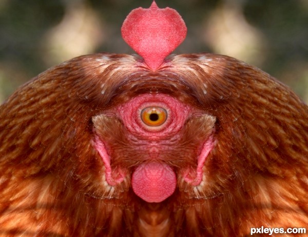 Creation of Cyclops Chicken: Final Result