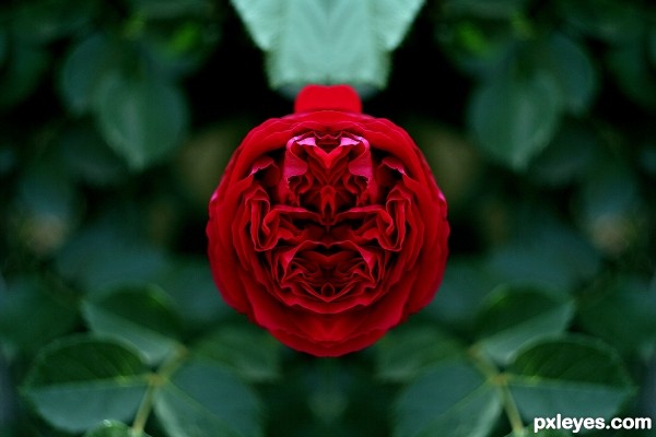 Perfect rose