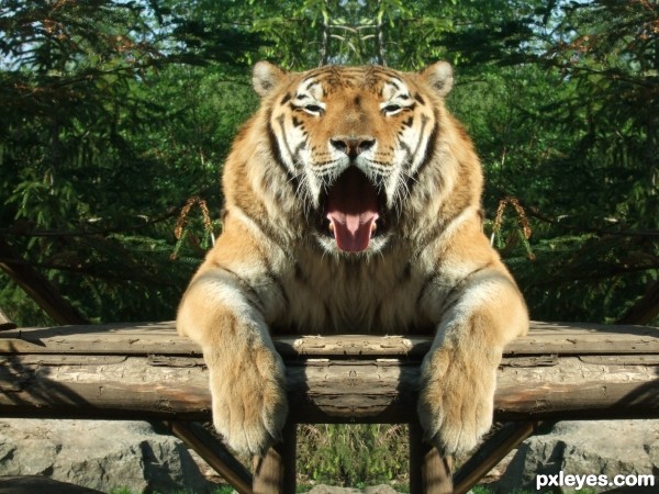 Relaxing Tiger