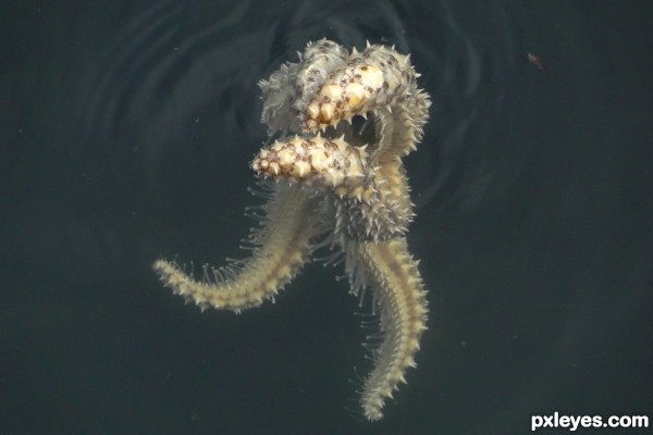 Creation of New sea monster: Step 1