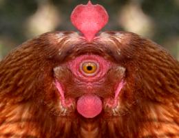 CyclopsChicken