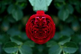 Perfect rose