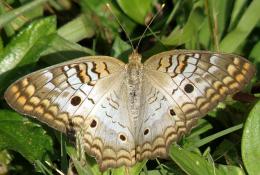 Brown Butterfly