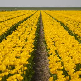 Yellow tulip fields