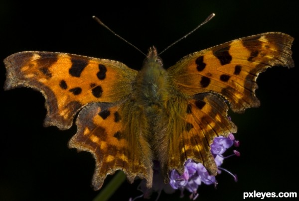 Common Comma