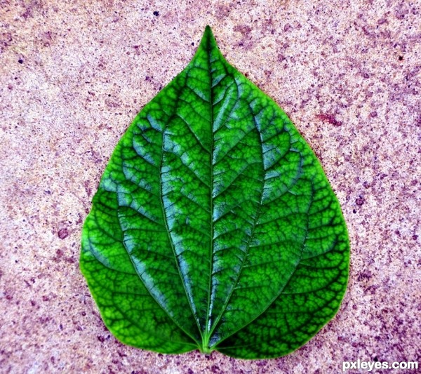 Leaf 