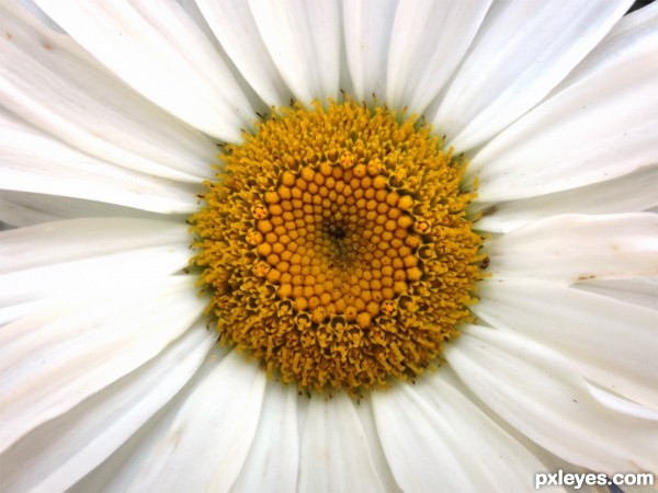 marguerite