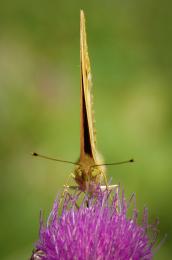 Butterfly Picture