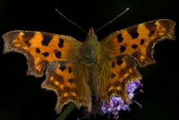 CommonComma