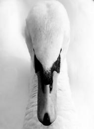 TheSwan