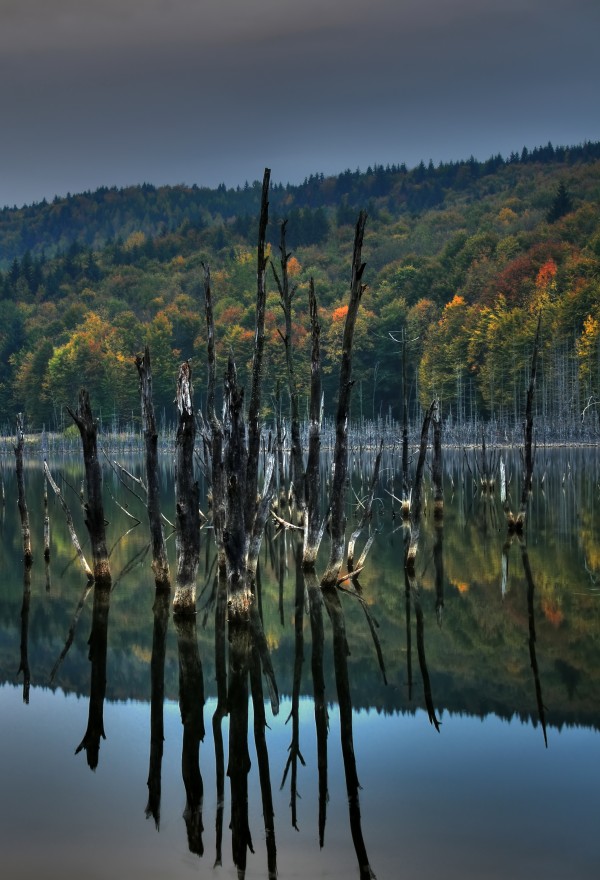 Tree symmetry  