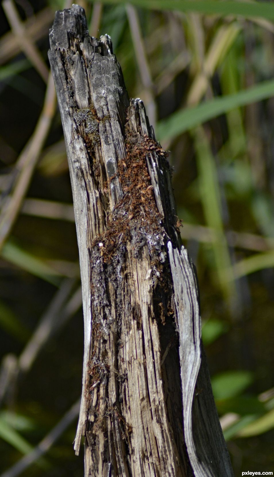 T is for Tree Stump