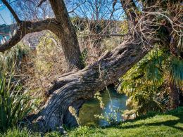 Tree trunk