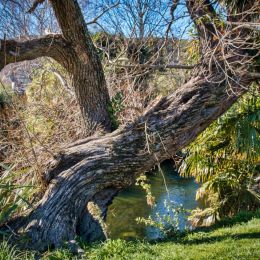 Treetrunk