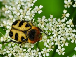 T for Trichius fasciatus