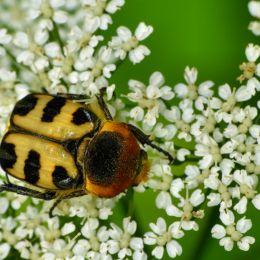 TforTrichiusfasciatus