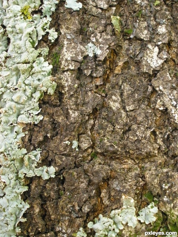 Bark