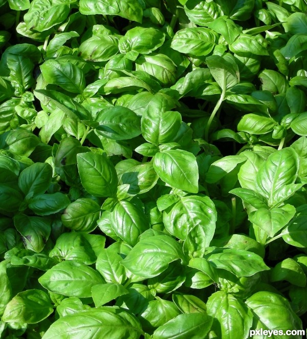 Basil