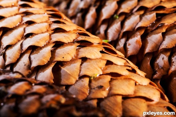 Pine Cone