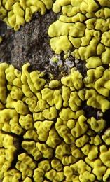 Lichen, on the Rocks.