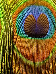 Peacock feather