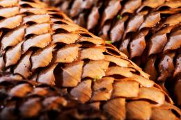 Pine Cone