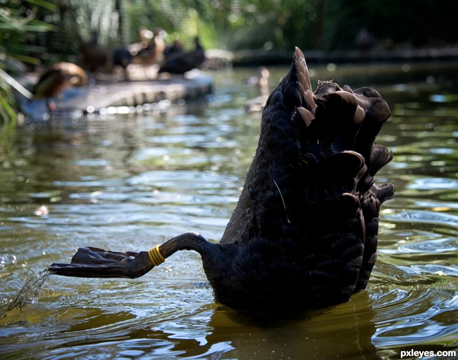 Black Swan