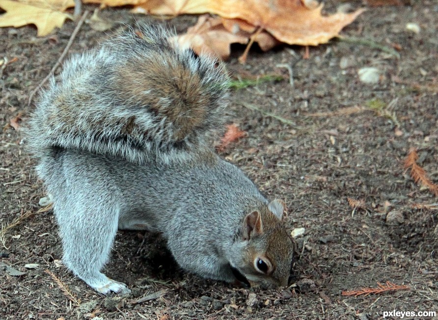 Hungry squirrel