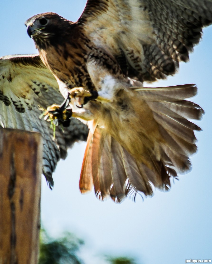 Hawking Tail