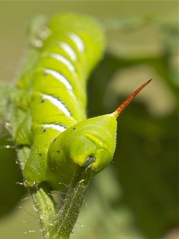 Tomato worms red tail