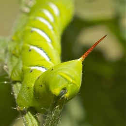 Tomatowormsredtail