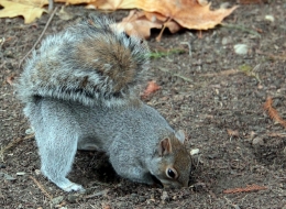 Hungry squirrel