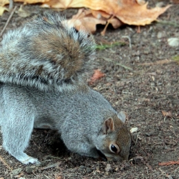 Hungrysquirrel