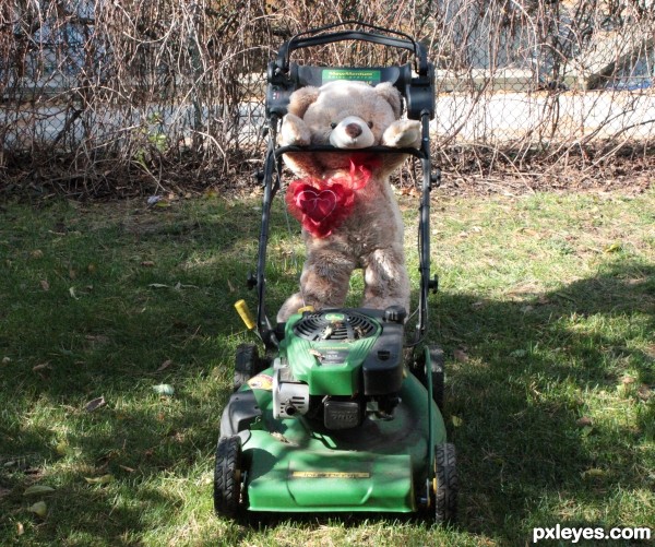 Teddette trying to help with the lawn