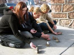 Feeding Chipmunks