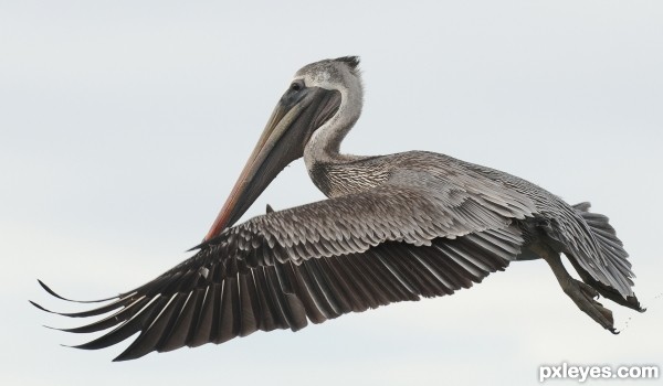 In flight