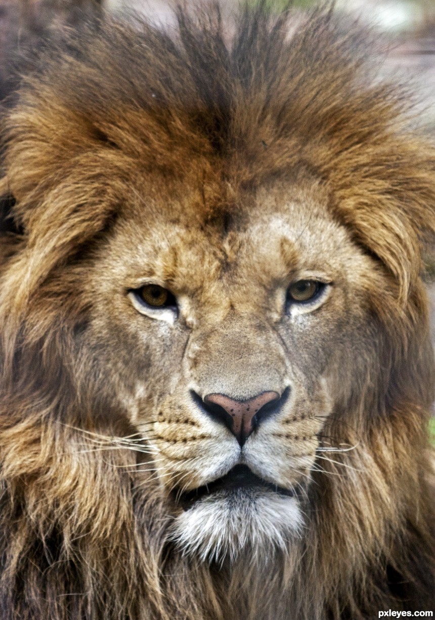 Just Lion Around photoshop picture)