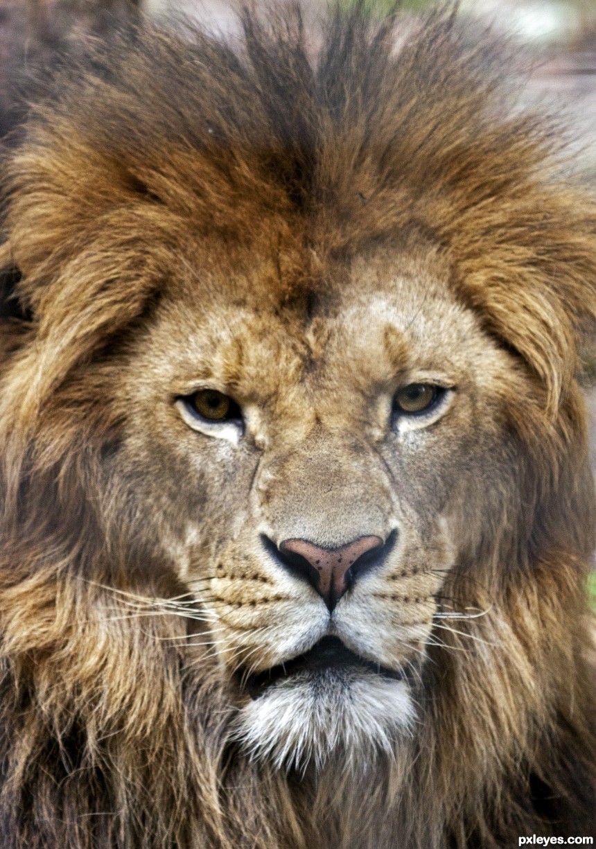 Just Lion Around photoshop picture)