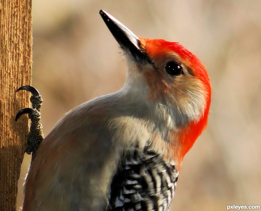 Red Bellied Woodpecker photoshop picture)