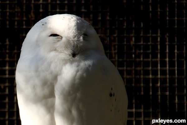 White owl on "blackround"