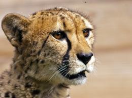 Cheetah Picture