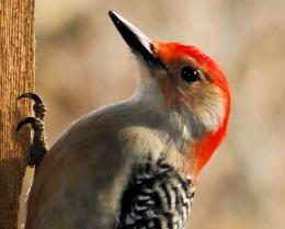 Red Bellied Woodpecker